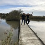  Camargue Flamingos